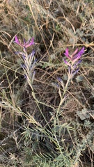 Astragalus varius
