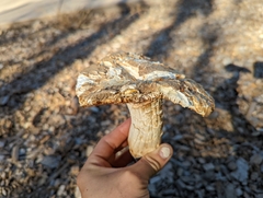 Hemipholiota populnea