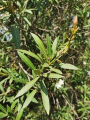Nerium oleander