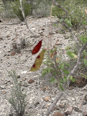 Erythrostemon pannosus