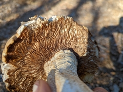 Hemipholiota populnea