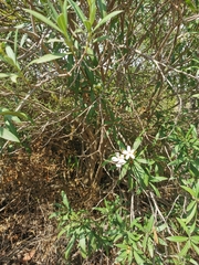 Nerium oleander