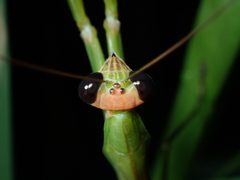 Tenodera aridifolia