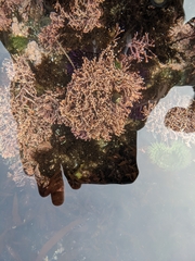 Corallina officinalis