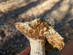 Hemipholiota populnea