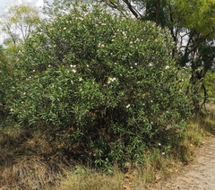 Nerium oleander