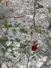 Erythrostemon pannosus