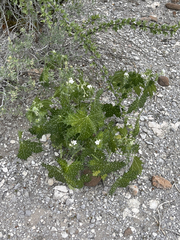 Cnidoscolus maculatus