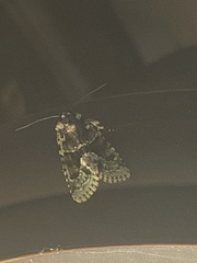 Lacinipolia explicata