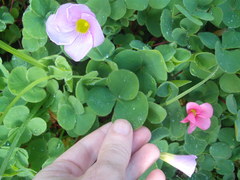 Oxalis purpurea