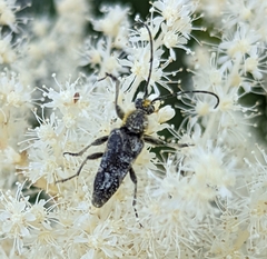 Toxoleptura vexatrix