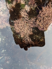 Corallina officinalis