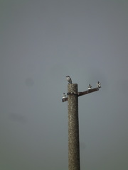 Lanius sphenocercus
