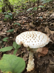 Amanita cokeri