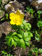 Trollius ranunculinus
