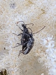 Toxoleptura vexatrix