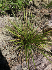 Dichanthelium depauperatum