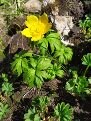 Trollius ranunculinus