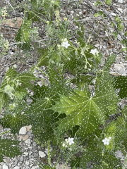 Cnidoscolus maculatus