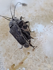 Toxoleptura vexatrix