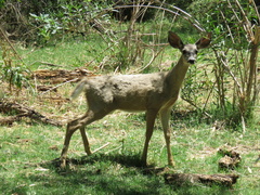 Odocoileus virginianus couesi