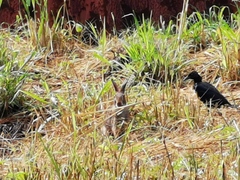 Sylvilagus floridanus