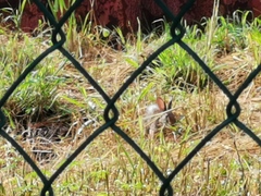 Sylvilagus floridanus