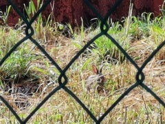 Sylvilagus floridanus