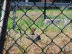 Sylvilagus floridanus