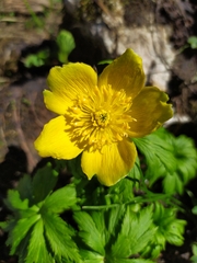 Trollius ranunculinus
