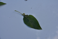 Pemphigus spyrothecae