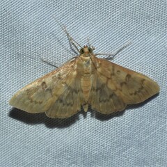 Psara obscuralis