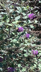 Xylocopa virginica virginica