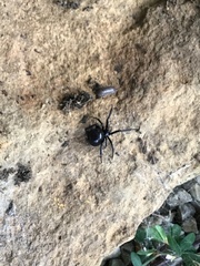 Steatoda albomaculata