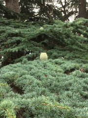 Cedrus libani