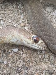 Masticophis flagellum testaceus