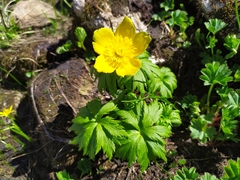 Trollius ranunculinus