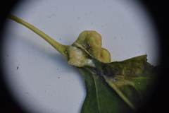 Pemphigus spyrothecae