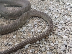 Masticophis flagellum testaceus