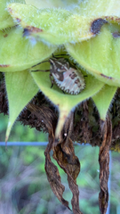 Carpocoris purpureipennis