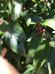 Ilex montana