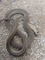 Masticophis flagellum testaceus