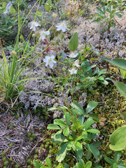 Sibbaldiopsis tridentata