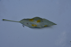 Taphrina populi-salicis