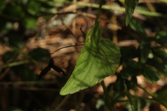 Viola nemoralis
