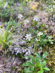 Sibbaldiopsis tridentata