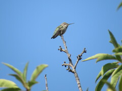 Calypte anna