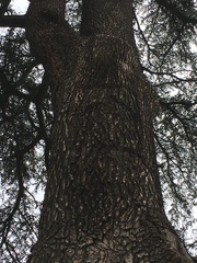 Cedrus libani