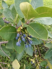 Chionanthus virginicus