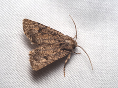 Protorthodes